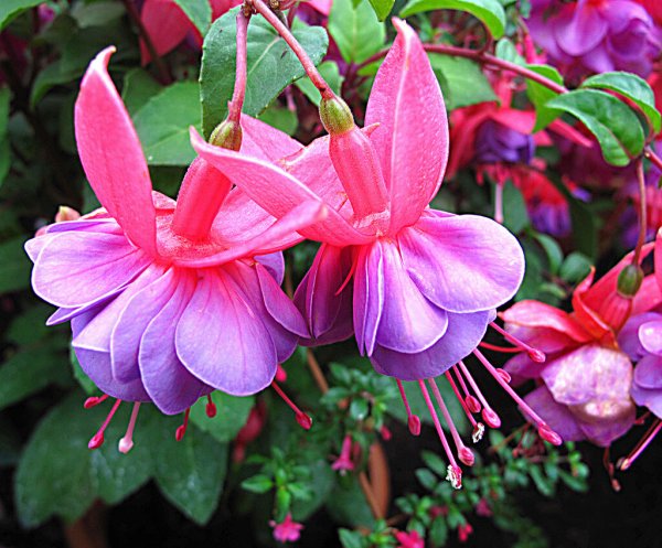 Фуксия Fuchsia