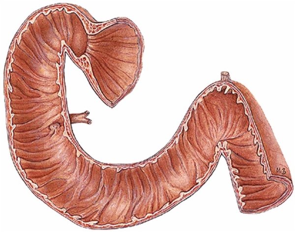 12 Перстная кишка анатомия человека