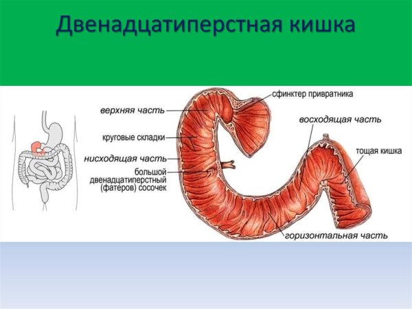 Луковица двенадцатиперстной кишки анатомия