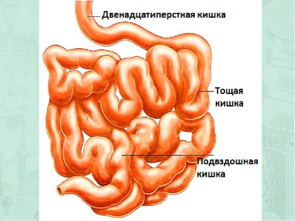 Двенадцатиперстная кишка