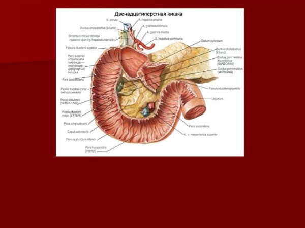 Синтопия 12 перстной кишки