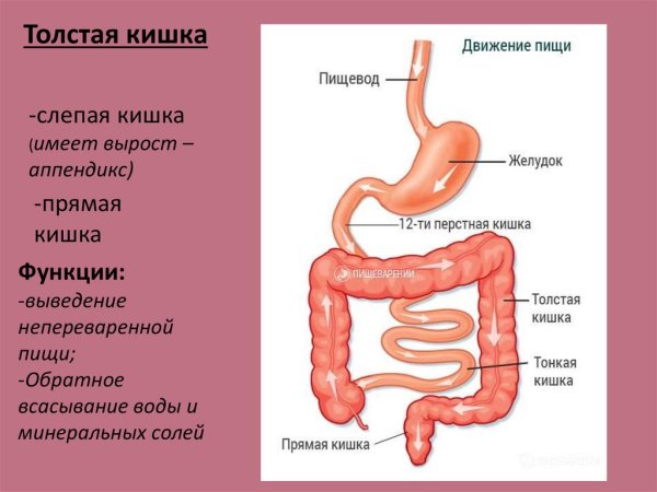Расположение 12 перстной кишки у человека