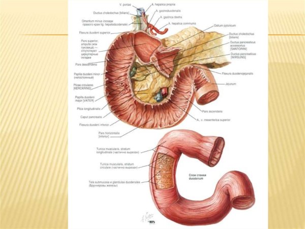12 Перстная кишка анатомия
