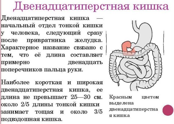 Строение 12 перстной кишки отделы