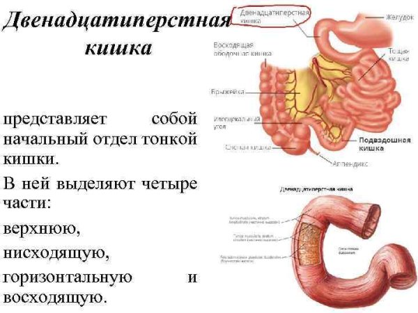 Двенадцатиперстная кишка анатомия строение