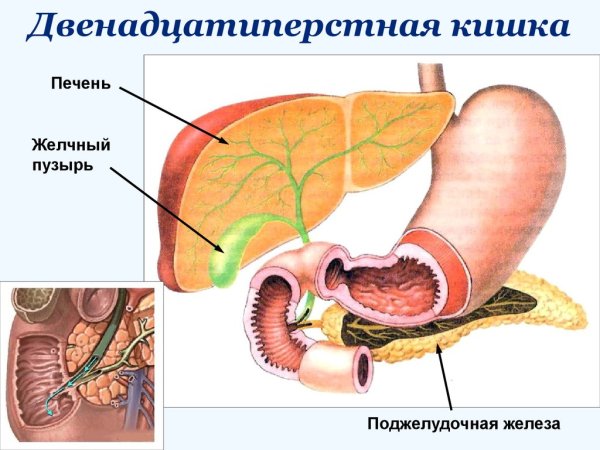 Анатомия желудка и 12-перстной кишки на человеке