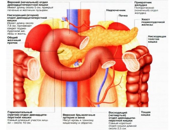 Поджелудочная железа и 12 перстная