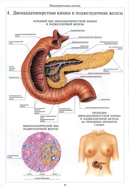 Отделы 12 перстной кишки анатомия