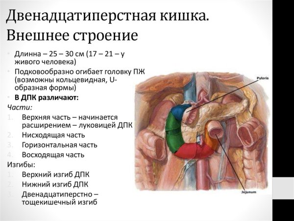 Поджелудочная железа и 12 перстная