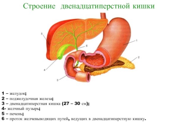 12 Перстная кишка это тонкий кишечник