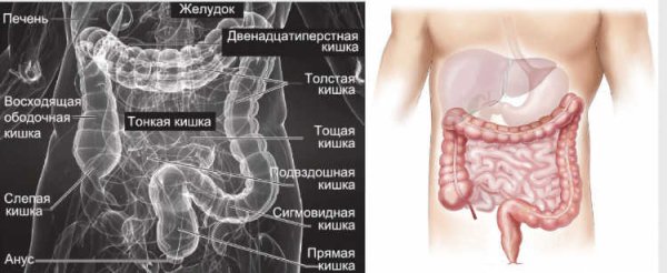 12 Перстная кишка печень поджелудочная железа