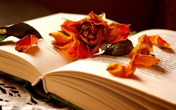 Обои на рабочий стол книги красивые