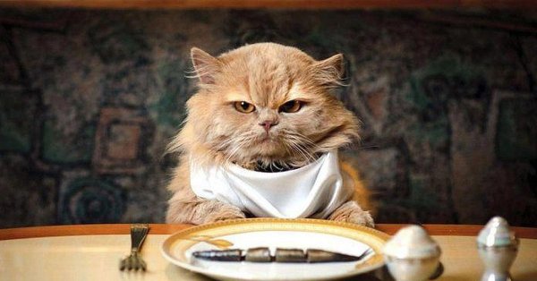 Приятного аппетита котик