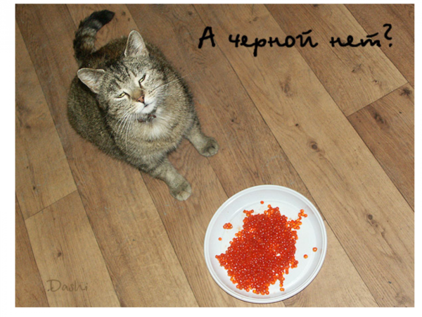 Кот ест икру