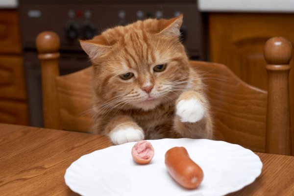 Котенок с сосиской
