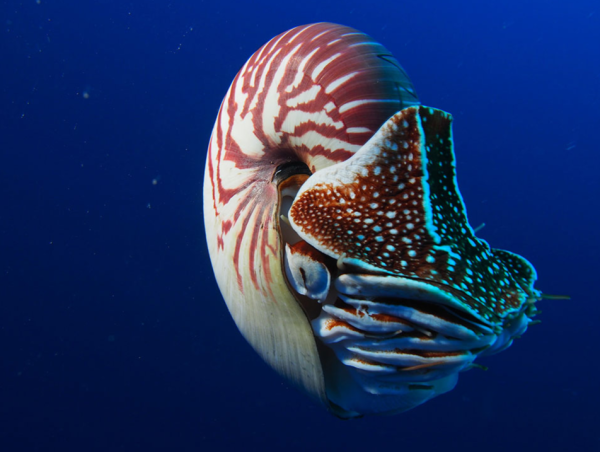 Nautilus моллюск