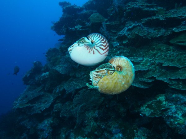 Allonautilus scrobiculatus