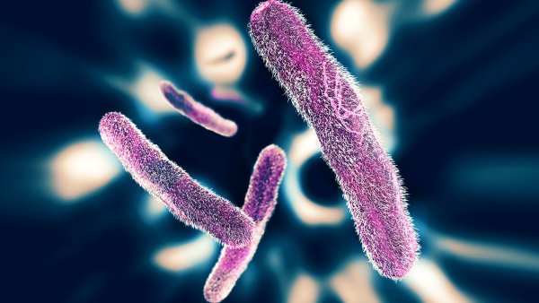 Дизентерийная палочка шигелла