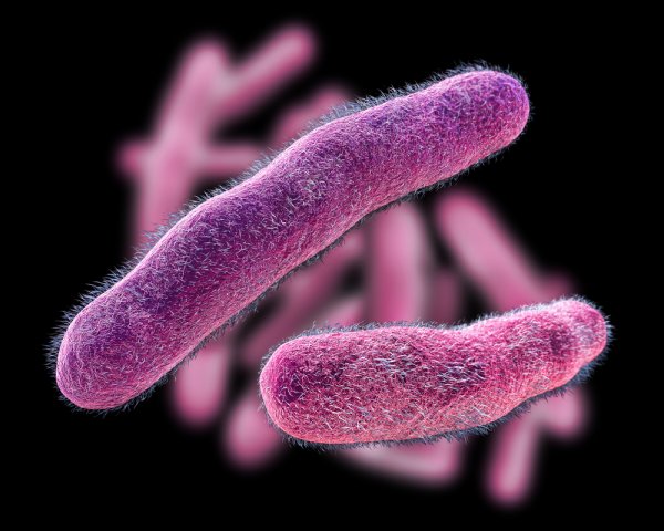 Shigella dysenteriae (шигелла дизентерия)