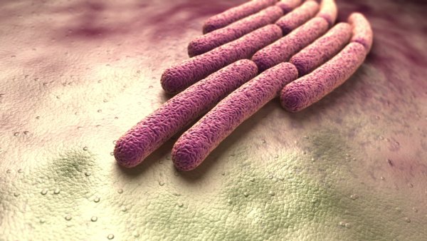 Возбудитель дизентерии Shigella dysenteriae