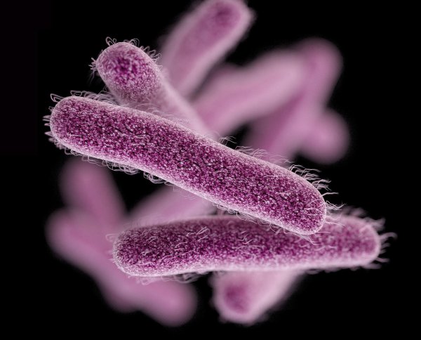 Бактерии рода шигелла