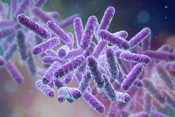 Дизентерия шигеллез возбудитель