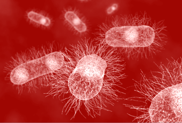 Возбудители бактериальной дизентерии