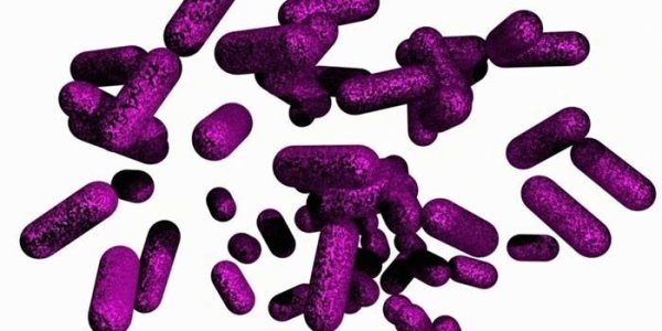 Шигеллез возбудитель микробиология