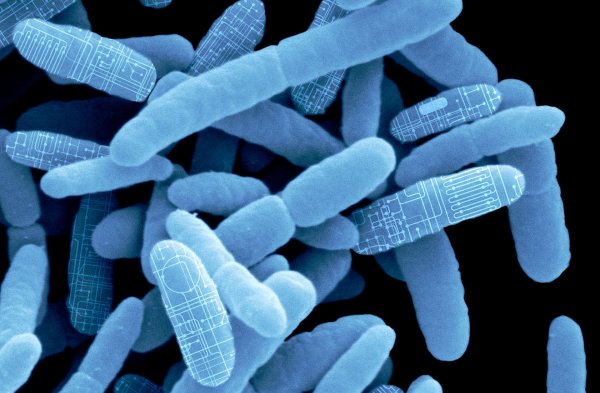 Кишечная палочка дизентерия