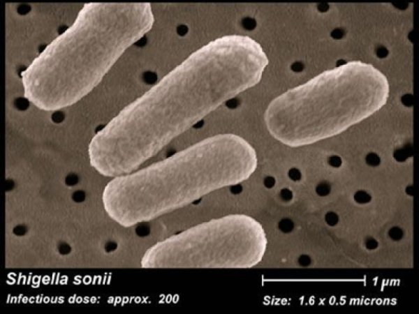Бактерии рода шигелла