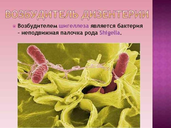 Шигеллез возбудитель
