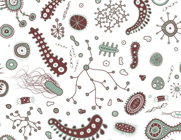 Бактерии картинки микробиология (48 фото)