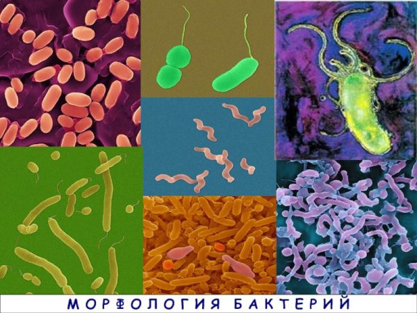 S aureus микробиология