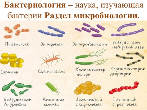 Бактерии и вирусы микробиология
