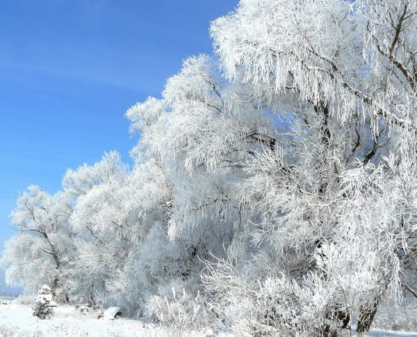 Снежная красота зимы
