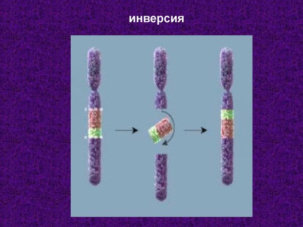 Инверсия хромосом