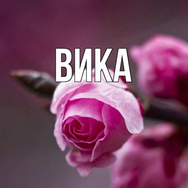 Обои с именем Вика