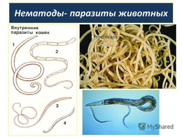 Круглые глисты нематоды