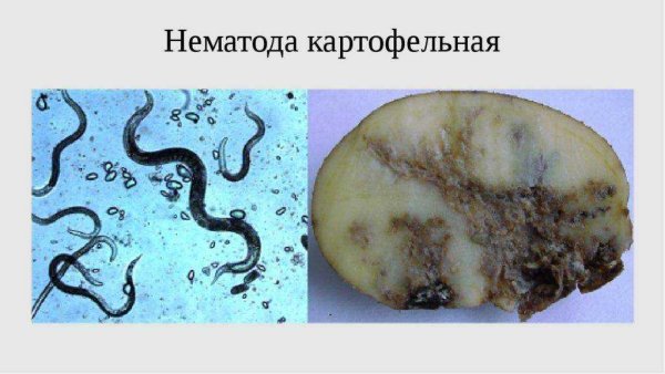Нематоды под микроскопом