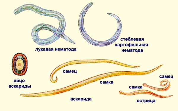 Нематод круглых червей