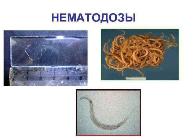 Нематодозы (круглые черви).