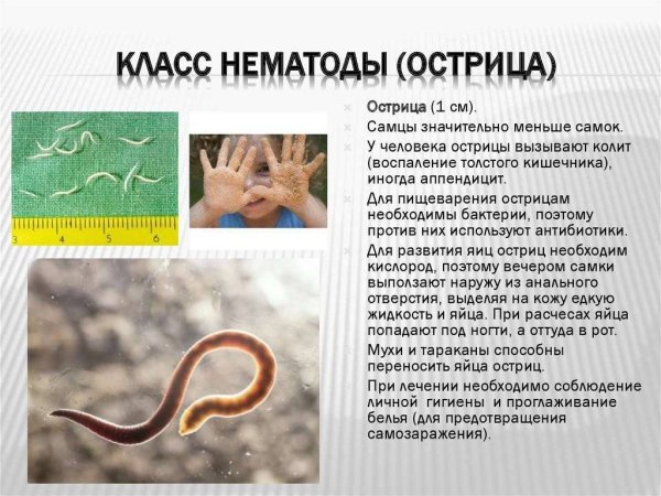 Черви-паразиты нематоды.