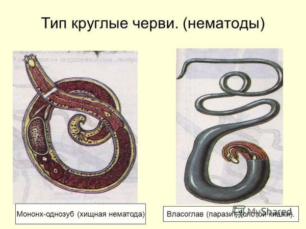 Нематоды паразиты растений