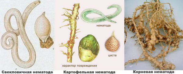 Круглые гельминты,нематоды