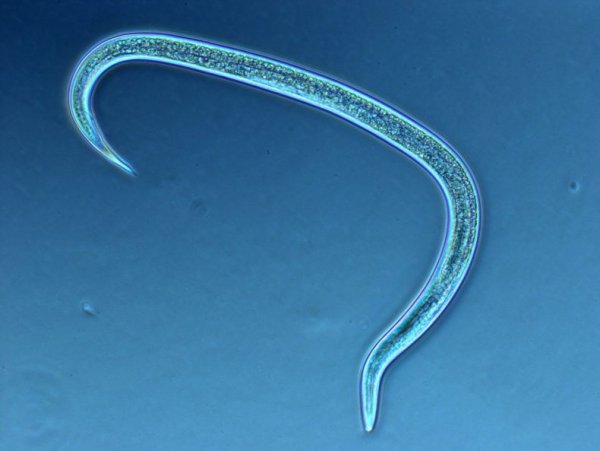 Нематода Caenorhabditis elegans