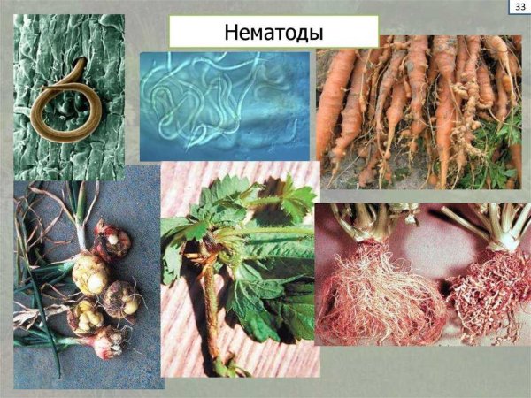 Конспект по биологии Тип круглые черви нематоды
