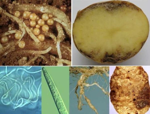 Нематода Pratylenchus coffeae