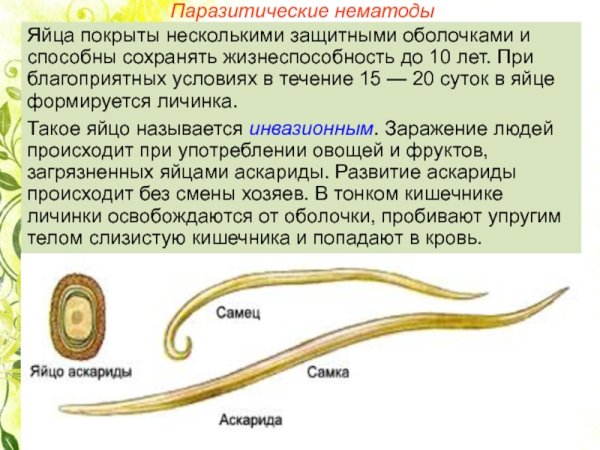 Мятликовая нематода