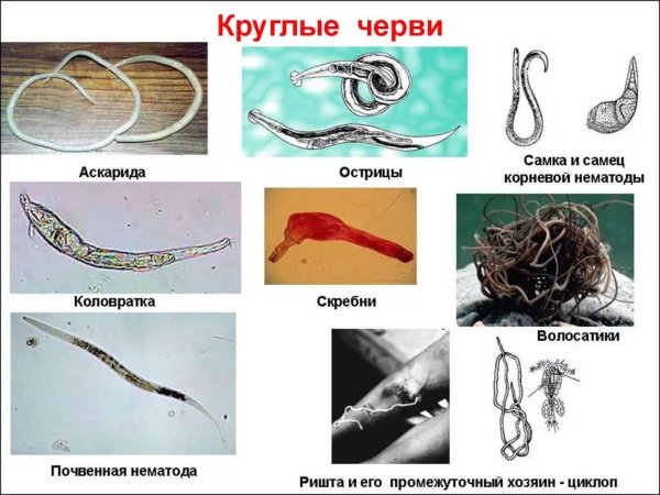 Червь нематода Земляной