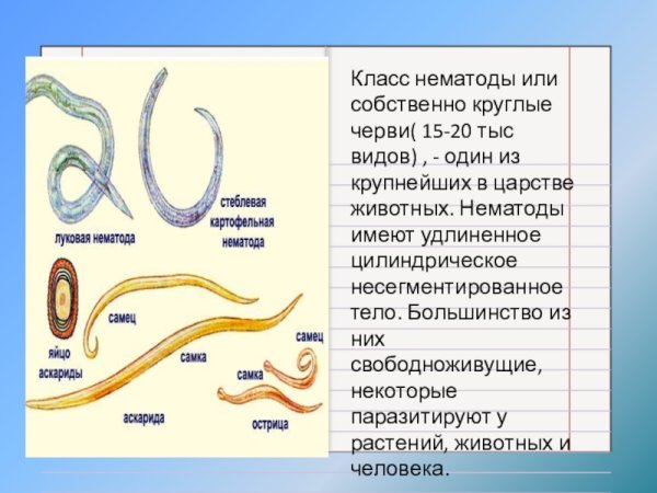 Червь нематода Земляной